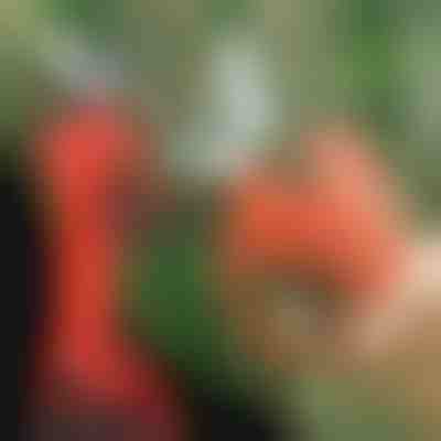 Ηλεκτρικό Ψαλίδι | WHIZZPRUNER